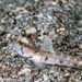 Monster Shrimpgoby - Photo (c) Tim Cameron, all rights reserved, uploaded by Tim Cameron