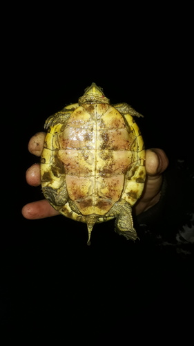 Ornate Slider