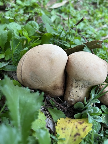 Pievinis pumpotaukšlis nuotrauka