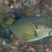 Blue-spotted Boxfish - Photo (c) Shigeru Harazaki, all rights reserved, uploaded by Shigeru Harazaki