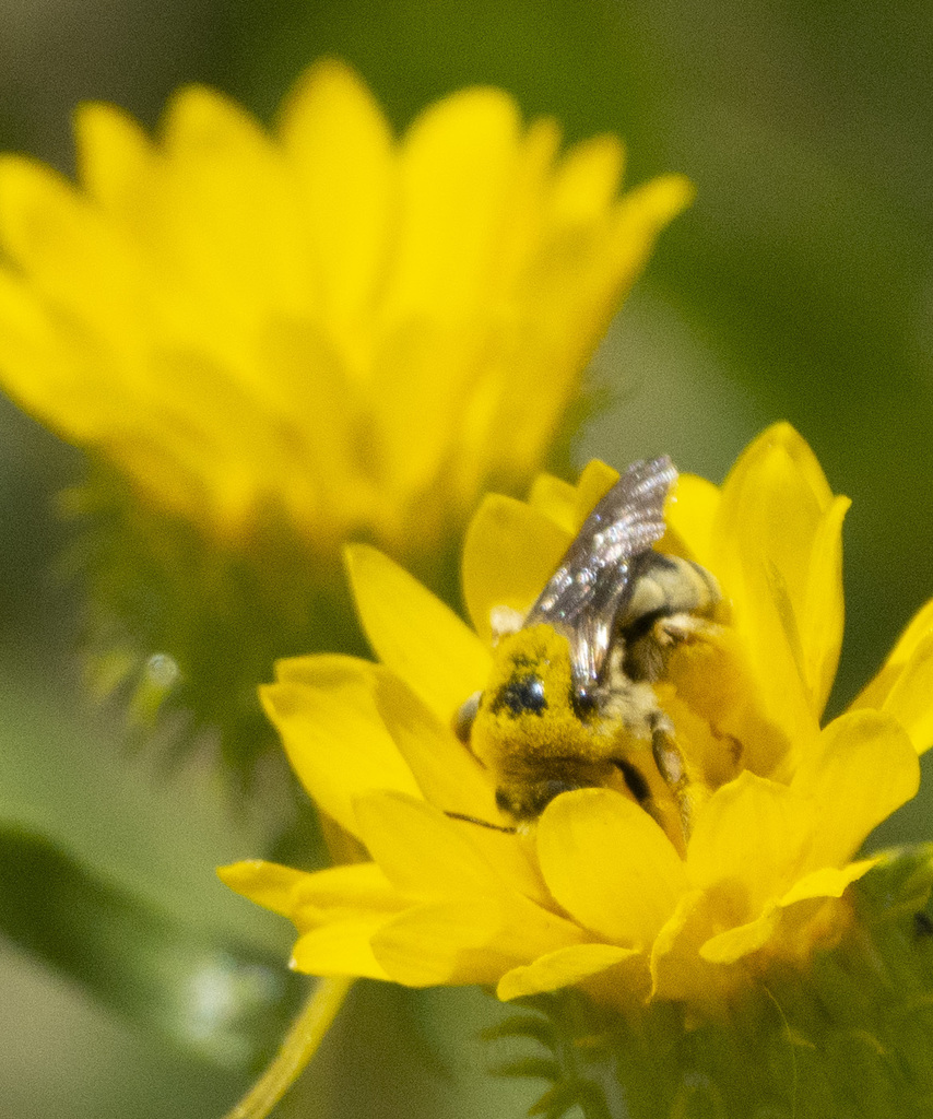 Apine Bees from Oakley, CA 94561, USA on June 24, 2023 at 11:01 AM by ...