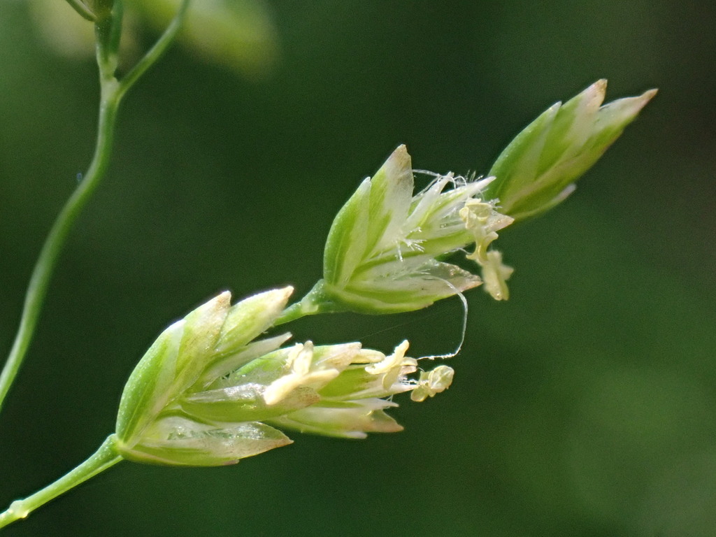 Annual Meadow-grass (Poa annua) · iNaturalist