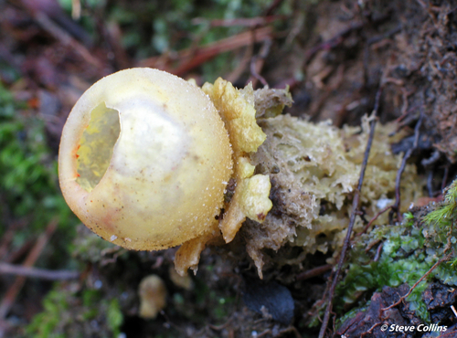 Collared Calostoma