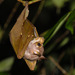 Pohle's Fruit Bat - Photo (c) Ben Schweinhart, all rights reserved, uploaded by Ben Schweinhart