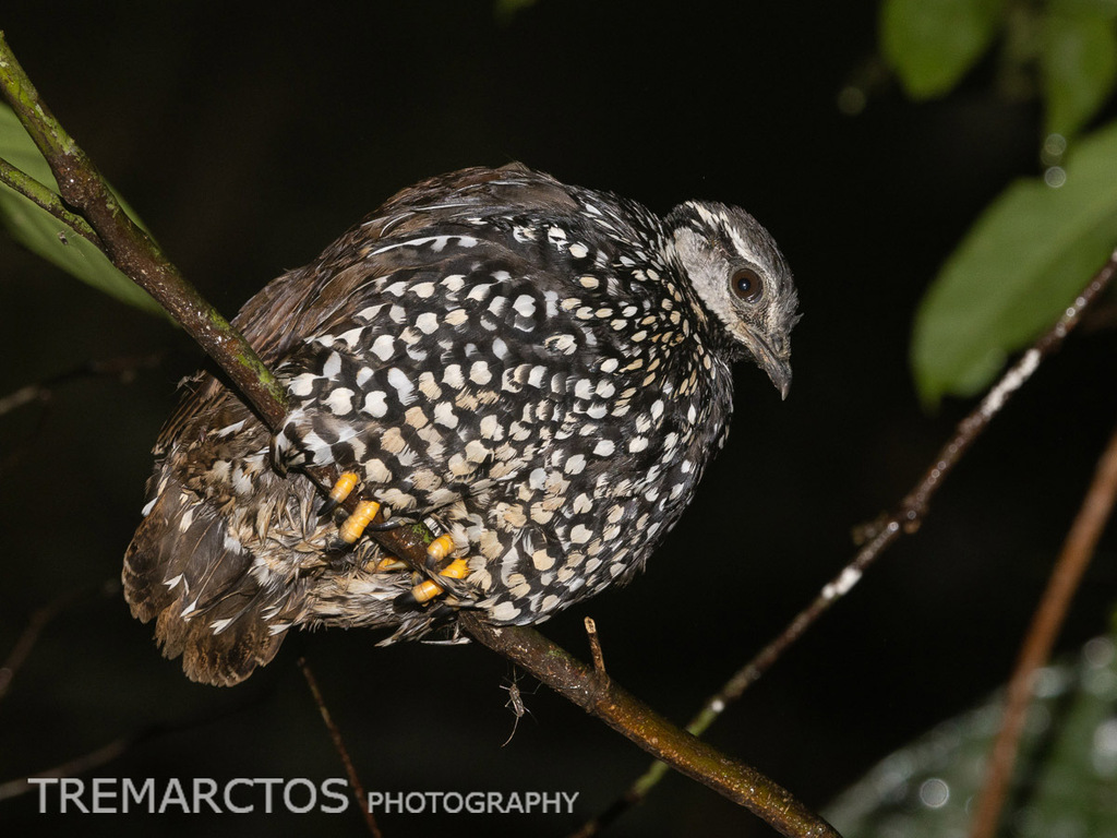 Latham's Francolin photo