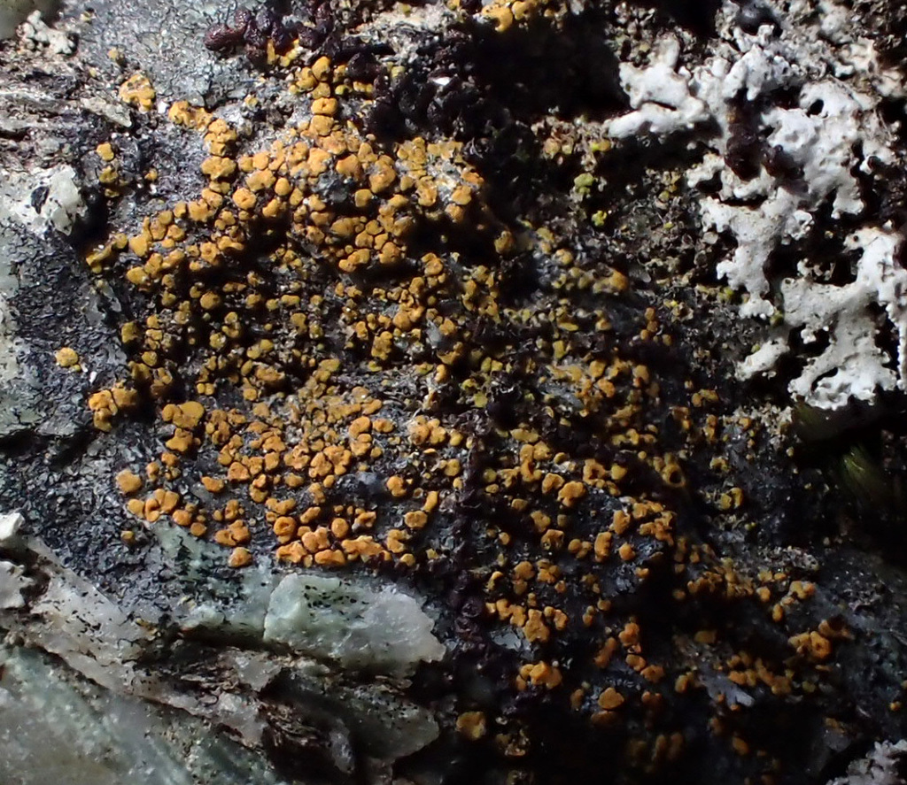 Caloplacoideae from Alameda County, CA, USA on December 19, 2018 at 06: ...
