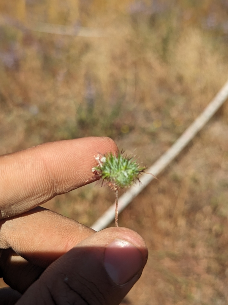 Needleleaf needleleaf navarretia in June 2023 by Ernesto Chavez-Velasco · iNaturalist