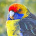 Green Rosella - Photo (c) Adam, all rights reserved, uploaded by Adam
