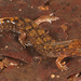 Southern Shovel-nosed Dusky Salamander - Photo (c) Jake Scott, all rights reserved, uploaded by Jake Scott