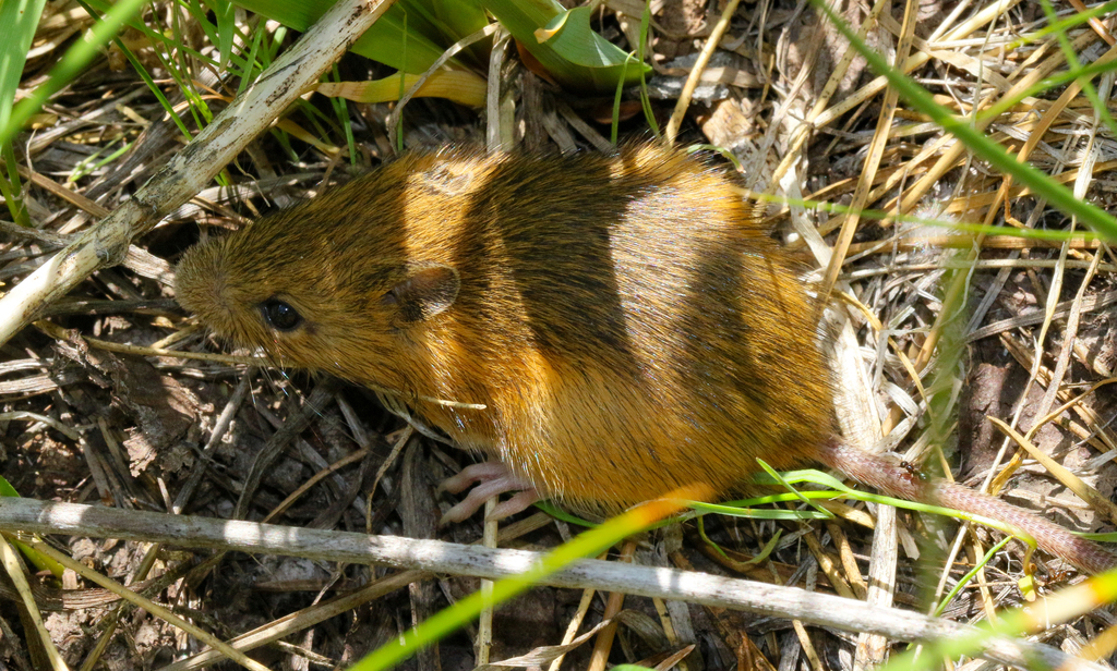 Western Jumping Mouse from Inyo National Forest, June Lake, CA, US on ...