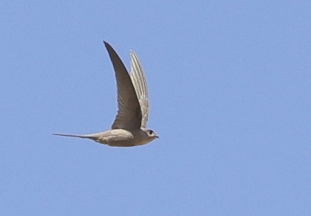 African Palm Swift