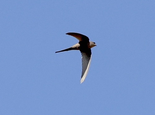 African Palm Swift