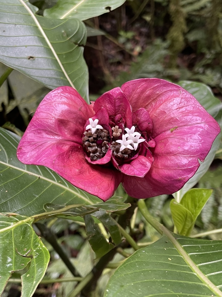 Hot Lips from Calle Bosque Nuboso Santa Elena, Abangares, Guanacaste