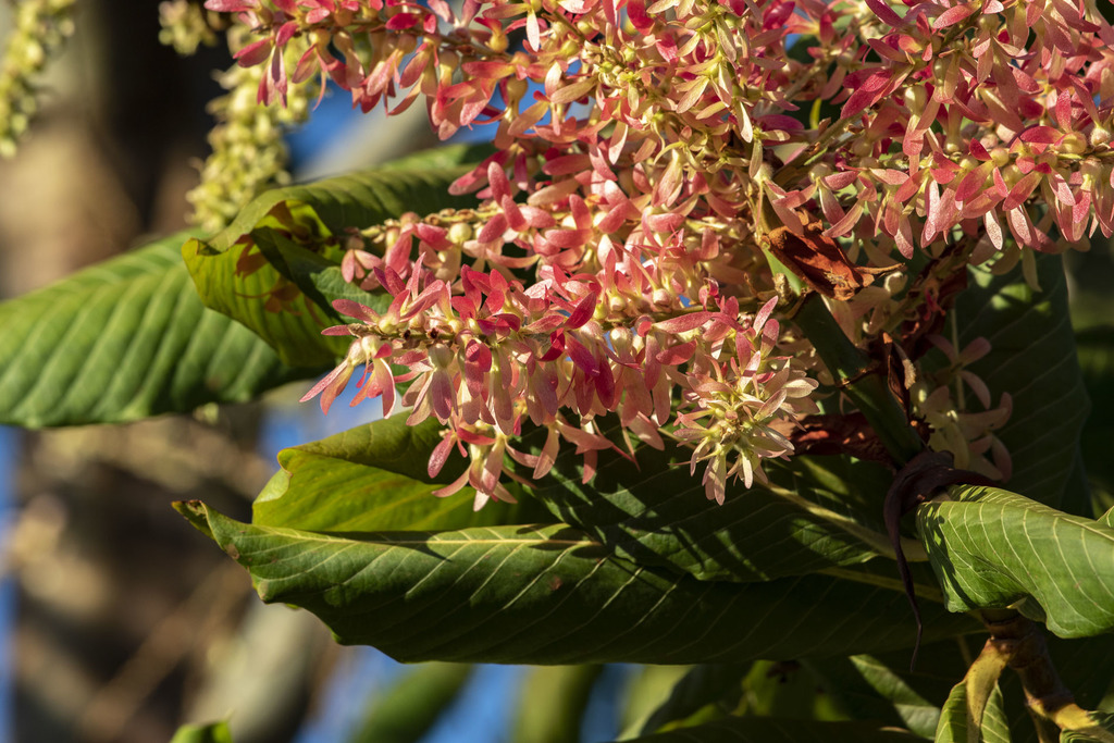 Ant Tree from Lago Municipal de Itajá - GO, Brasil on September 4, 2018 ...