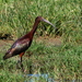 White-faced Ibis - Photo (c) Michael Weymann, all rights reserved, uploaded by Michael Weymann