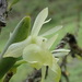 Epidendrum scharfii - Photo (c) Rudy Gelis, all rights reserved
