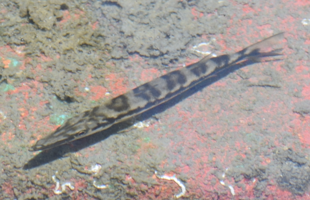 Great barracuda