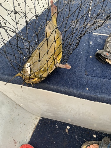 Brown Bullhead