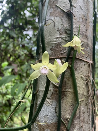 Vanilla aphylla · iNaturalist