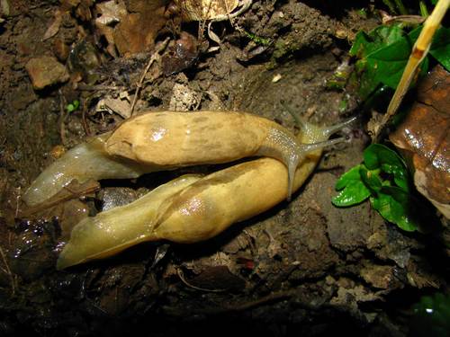 Vine Slug