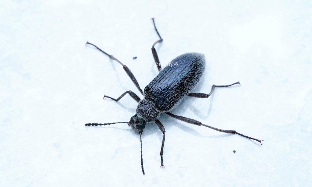 Strongylium anhuiense in June 2023 by biolin36 · iNaturalist