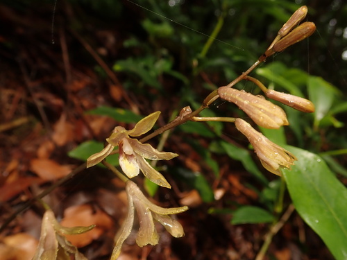 Leafless lecanorchis (Lecanorchis japonica)