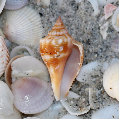 Fighting Conch