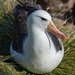 Albatros Ceja Negra - Photo (c) ocnadv, todos los derechos reservados