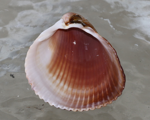 Giant Atlantic Cockle