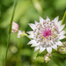 Astrantia major - Photo (c) 异草志, todos os direitos reservados, enviado por 异草志