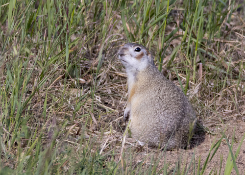Vorontsov's Ground Squirrel