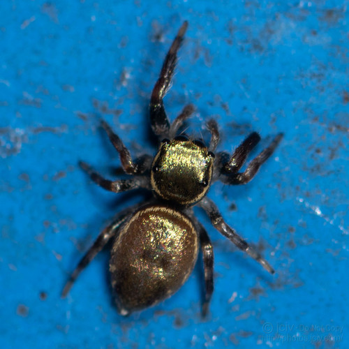 Messua limbata