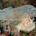 Leaf Scorpionfish - Photo (c) Shigeru Harazaki, all rights reserved, uploaded by Shigeru Harazaki