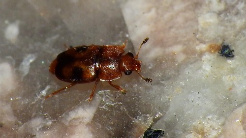Epuraea nuotrauka