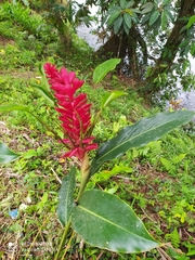 Alpinia purpurata image