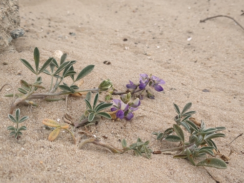 Lupinus tidestromii var. tidestromii