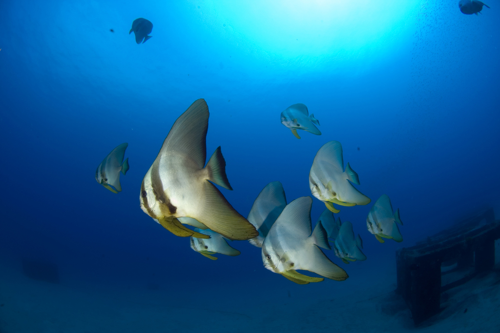 Longfin Batfish from 鹿児島県熊毛郡屋久島町一湊 漁礁 on June 10, 2005 at 02:55 PM by ...