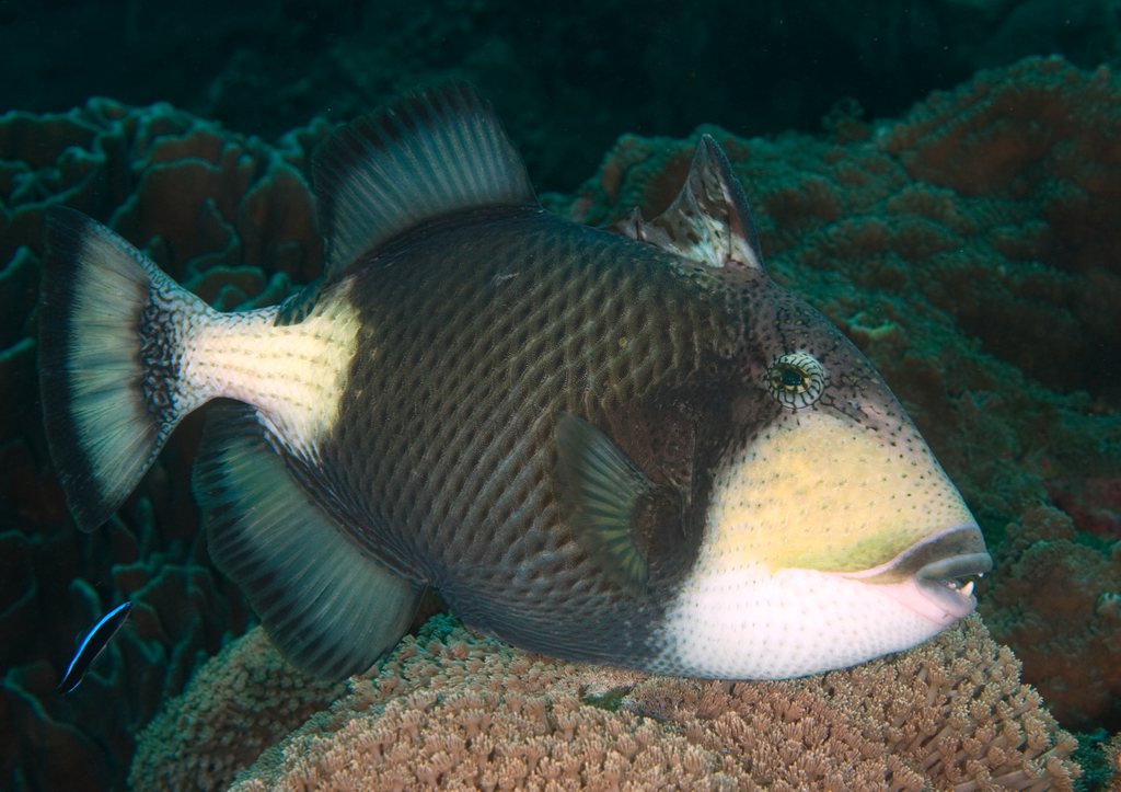 Details about   Titan Triggerfish Balistoides viridescens Taxidermy Freeze Dried Oddities Curios 
