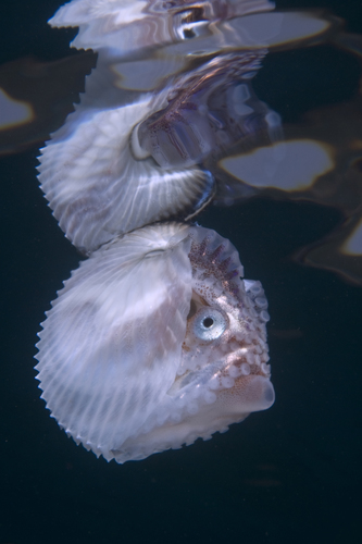 Greater Argonaut