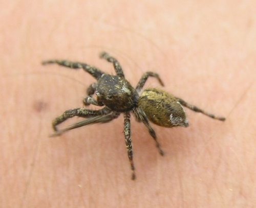 Dendryphantes hastatus