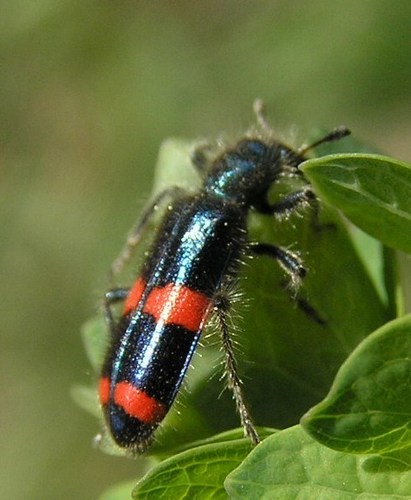 Trichodes ircutensis