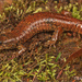 Southern Blackbelly Salamander - Photo (c) Jake Scott, all rights reserved, uploaded by Jake Scott