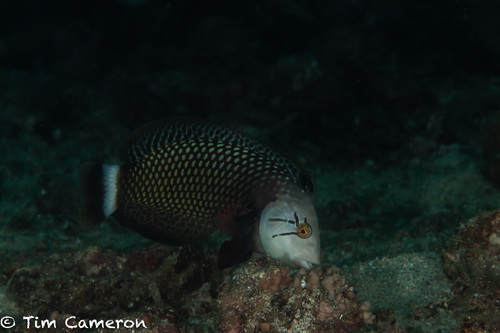 Rockmover Wrasse