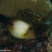 Broom Filefish - Photo (c) Tim Cameron, all rights reserved, uploaded by Tim Cameron