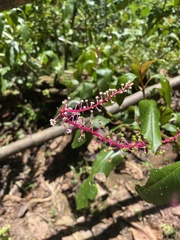 Phytolacca rivinoides image