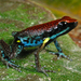Ecuador Poison Frog - Photo (c) Shawn McCracken, all rights reserved, uploaded by Shawn McCracken