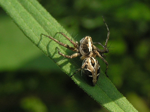 Oxyopes ramosus