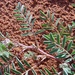 Astragalus fucatus - Photo (c) Steven Daniel, todos los derechos reservados, uploaded by Steven Daniel