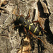 Clytus arietoides - Photo (c) Konstantin, all rights reserved, uploaded by Konstantin