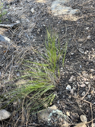 loving sedge (Carex pityophila)